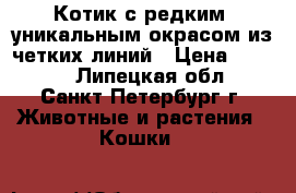 Котик с редким, уникальным окрасом из четких линий › Цена ­ 6 000 - Липецкая обл., Санкт-Петербург г. Животные и растения » Кошки   